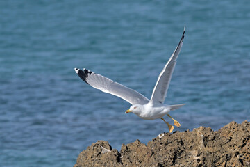 Yellow-legged Gull (Larus michahellis), Crete, Greece