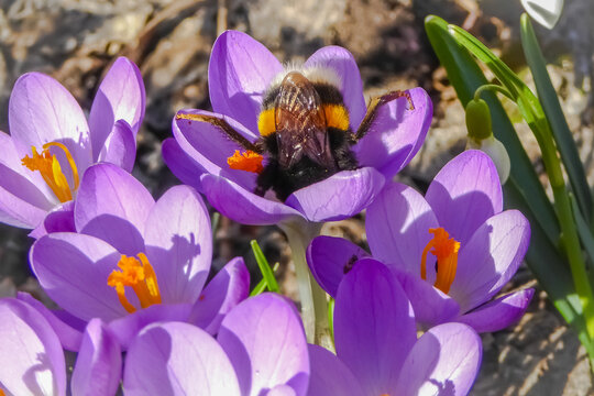 Fat bumblebee collecting pollen on purple crocuses . Bee insect dives into blossoms in spring. Funny bumblebee queen doing flower acrobatics . Legs up and head upside-down . Ass of the bumblebee .