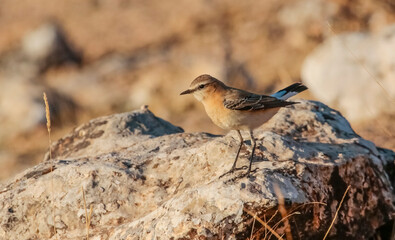Northern Wheatear (Oenanthe oenanthe) is a common songbird in Asia, Europe, America and Africa. It lives in open and stony areas.