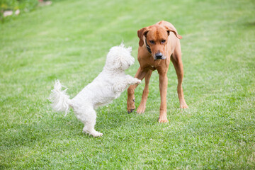 Rhodesian ridgeback with maltese dog