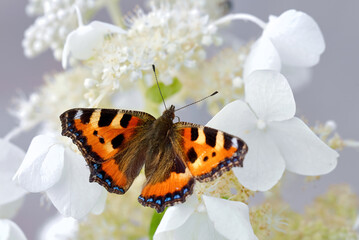 Fototapeta na wymiar Tortoiseshell butterfly - Aglais urticae on white flowers Hydrangea paniculata. Reddish orange butterfly, with black and yellow markings on the forewings, blue spots around the edge of the wings