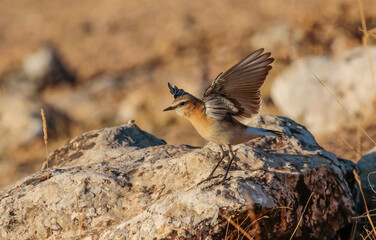 Northern Wheatear (Oenanthe oenanthe) is a common songbird in Asia, Europe, America and Africa. It lives in open and stony areas.