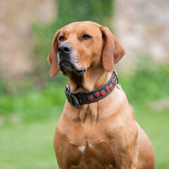 Rhodesian Ridgeback