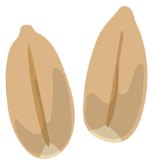 Raw wheat icon. Cartoon natural organic seed
