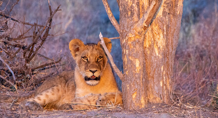 Young African lion isolated resting under a tree in the wild