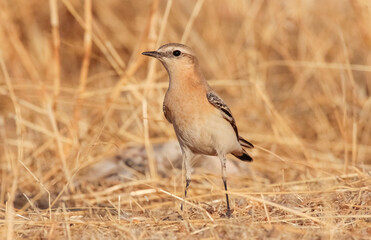 Fototapeta premium Northern Wheatear (Oenanthe oenanthe) is a common songbird in Asia, Europe, America and Africa. It lives in open and stony areas.
