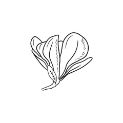 Realistic magnolia flower bud with leaf in black isolated on white background. Hand drawn vector sketch illustration in doodle engraved vintage outline style. Spring blooming, blossom, botanical.