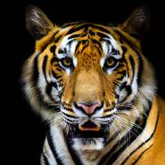 Fototapeta premium portrait of a bengal tiger