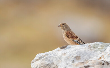 Common Linnet (Linaria cannabina) is one of the most beautiful songbirds in the world.