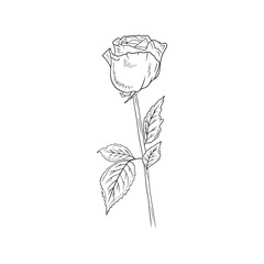Beautiful realistic rose flower with stem and leaves in black isolated on white background. Hand drawn vector sketch illustration in engraving doodle outline vintage line art style. Spring, love gift