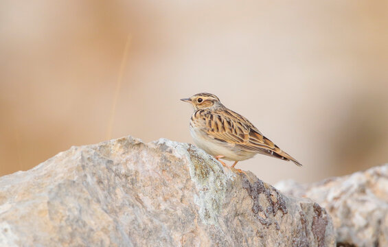 Woodlark (Lullula arborea) is a songbird that lives in semi-forest and open areas.