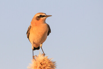 Northern Wheatear (Oenanthe oenanthe) is a common songbird in Asia, Europe, America and Africa. It lives in open and stony areas.