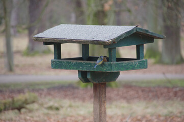 bird house in the forest
