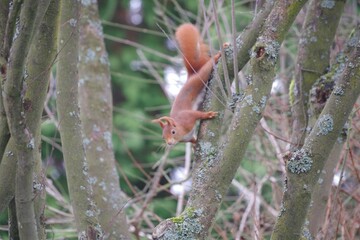 Eichhörnchen