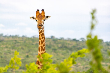 A giraffe in the Hluhluwe-Imfolozi Park in South Africa - 566545462