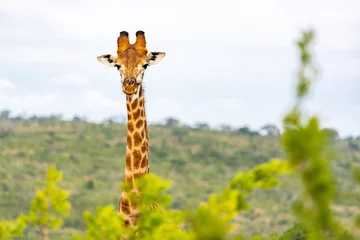 Fotobehang A giraffe in the Hluhluwe-Imfolozi Park in South Africa © Louis-Michel DESERT