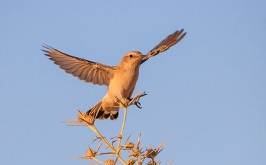 Northern Wheatear (Oenanthe oenanthe) is a common songbird in Asia, Europe, America and Africa. It lives in open and stony areas.