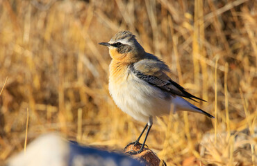 Northern Wheatear (Oenanthe oenanthe) is a common songbird in Asia, Europe, America and Africa. It lives in open and stony areas.