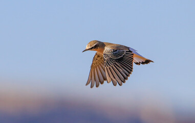 Northern Wheatear (Oenanthe oenanthe) is a common songbird in Asia, Europe, America and Africa. It lives in open and stony areas.