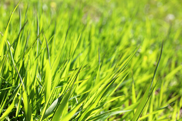 Fototapeta na wymiar Light green grass in sunlight, blurred background. Fresh spring or summer nature, sunny meadow