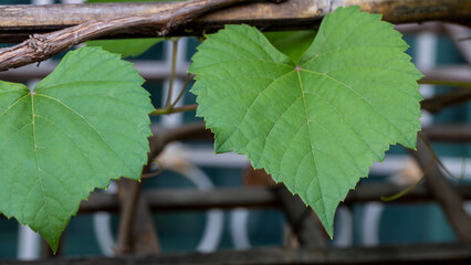 Grape leaves in vineyard. Grape leaves vine branch with tendrils and young leaves. Small grape branch with green leaves