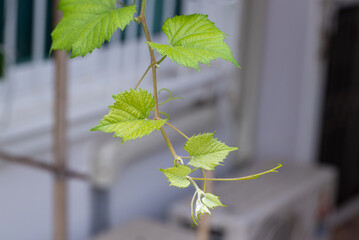 Grape leaves in vineyard. Grape leaves vine branch with tendrils and young leaves. Small grape branch with green leaves