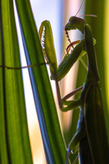 female green mantis on palm leaves