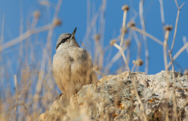 Eastern Rock Nuthatch (Sitta tephronota) is a songbird that lives in high rocky places. It lives on high cliffs in Turkey, usually in the Southeastern Anatolia Region.