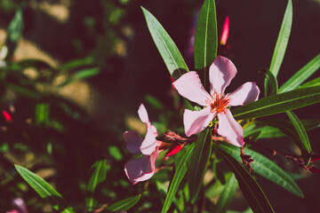 oleander plant with pink flowers shot at shallow depth of field