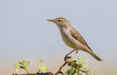Eastern Olivaceous Warbler (Iduna pallida) is one of the best songbirds in the world.
