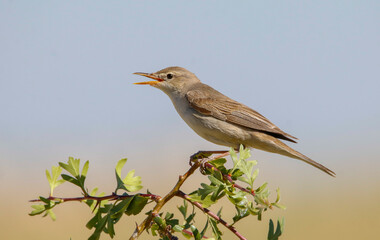 Eastern Olivaceous Warbler (Iduna pallida) is one of the best songbirds in the world.