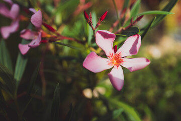 oleander plant with pink flowers shot at shallow depth of field