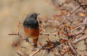 Black Redstart (Phoenicurus ochruros) is a songbird that lives on high mountain slopes. It lives in Asia, Europe and North Africa.