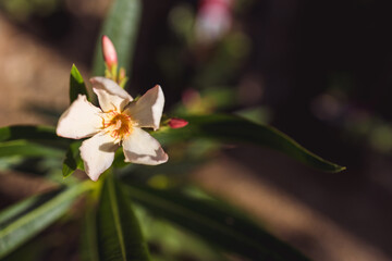 oleander plant with light pink flowers shot at shallow depth of field