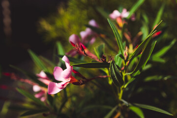 oleander plant with pink flowers shot at shallow depth of field