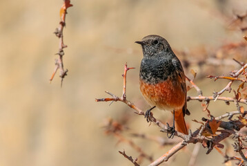 Black Redstart (Phoenicurus ochruros) is a songbird that lives on high mountain slopes. It lives in Asia, Europe and North Africa.