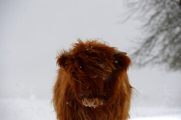 Schottische Hochlandrinder im Schnee am Waldrand