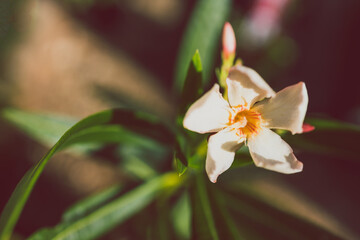 oleander plant with light pink flowers shot at shallow depth of field