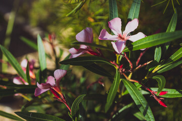 oleander plant with pink flowers shot at shallow depth of field