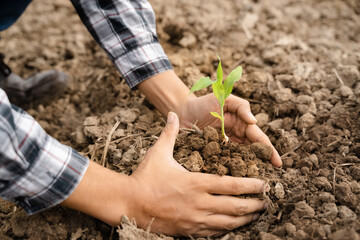Human Hands Planting Young Green Plants.