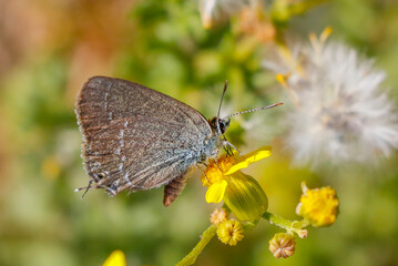 Obraz na płótnie Canvas Gerhard's Black Hairstreak (Satyrium abdominalis) is a species of butterfly living in Asia, Europe and North Africa.