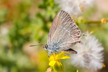 Gerhard's Black Hairstreak (Satyrium abdominalis) is a species of butterfly living in Asia, Europe and North Africa.