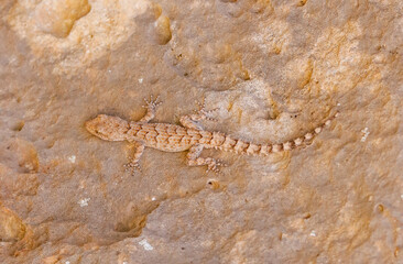 Mediodactylus heterocercus mardinensis is a reptile living in southern Turkey and Syria. it is a night hunter that feeds on flies and insects.