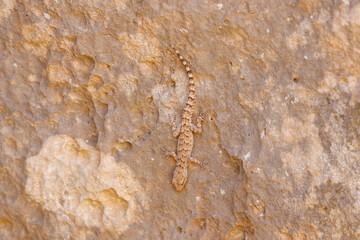 Mediodactylus heterocercus mardinensis is a reptile living in southern Turkey and Syria. it is a night hunter that feeds on flies and insects.