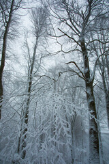 Winter landscape and snowfall in La Grevolosa forest, Osona, Barcelona, Spain