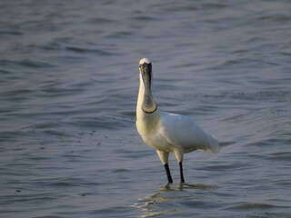 a Black faced Spoonbill Platalea minor adult standing