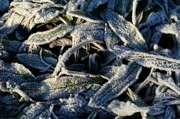Frost im Winter, Hintergrundbild