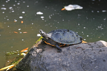Obraz premium Rotwangen-Schildkröte