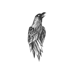 Hand drawn raven logo template, Crow logo isolated on white background