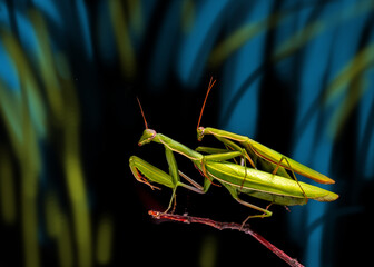 close-up of matinclose-up of mating praying mantises on an orchid shootg praying mantises on an...